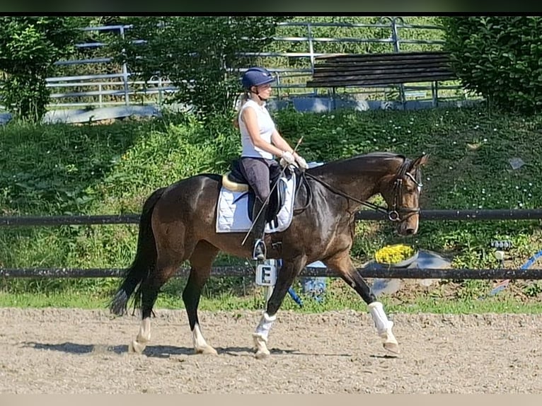 Hannover Giumenta 4 Anni 164 cm  in Haiger