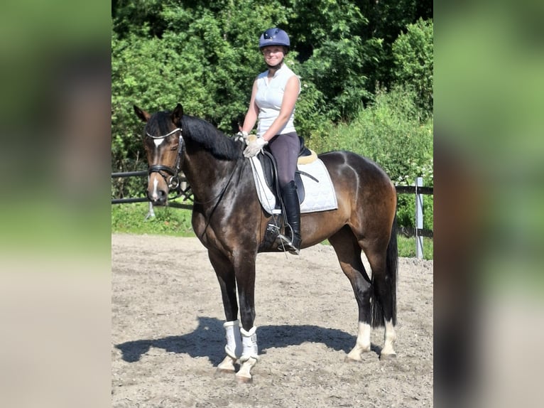 Hannover Giumenta 4 Anni 164 cm  in Haiger