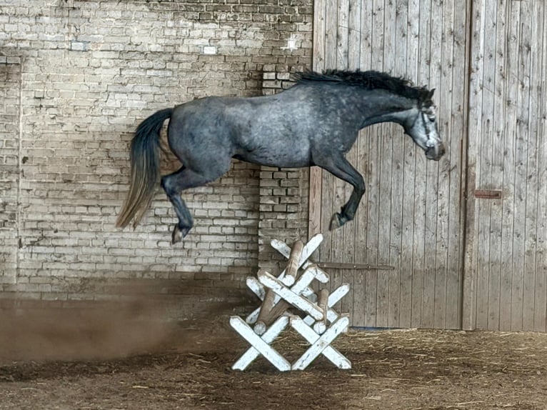 Hannover Giumenta 4 Anni 164 cm Grigio ferro in Wust Briest