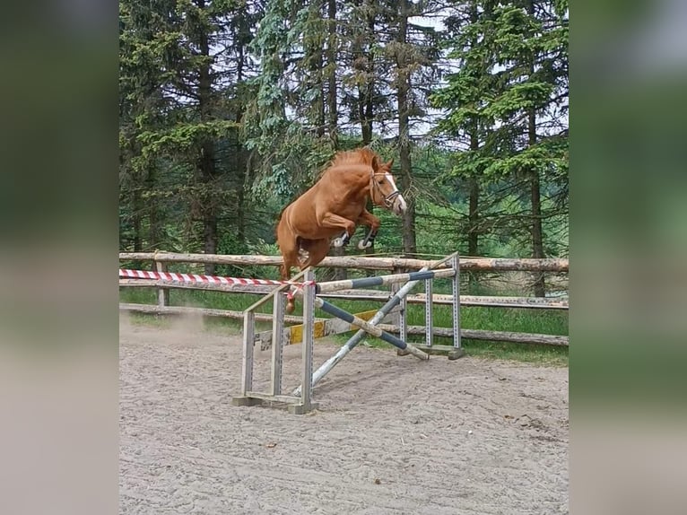 Hannover Giumenta 4 Anni 164 cm Sauro in Hechthausen