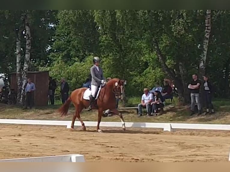 Hannover Giumenta 4 Anni 164 cm Sauro in Hechthausen