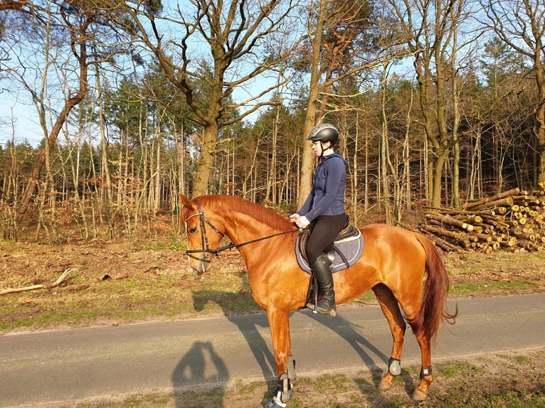 Hannover Giumenta 4 Anni 164 cm Sauro in Hechthausen