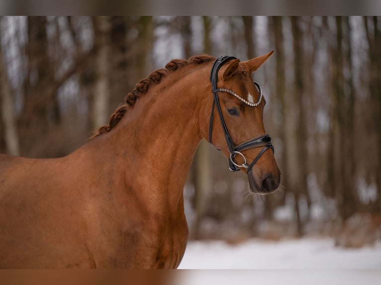 Hannover Giumenta 4 Anni 164 cm Sauro in Wehringen