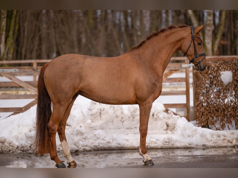 Hannover Giumenta 4 Anni 164 cm Sauro in Wehringen