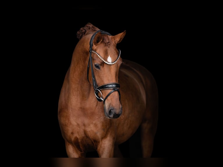 Hannover Giumenta 4 Anni 164 cm Sauro in Wehringen