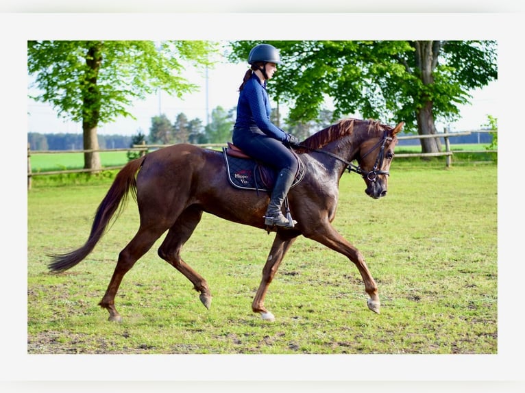 Hannover Giumenta 4 Anni 164 cm Sauro scuro in Großbeeren