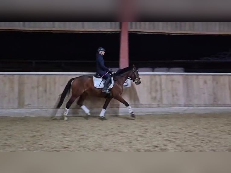 Hannover Giumenta 4 Anni 165 cm Baio in B&#xF6;heimkirchen