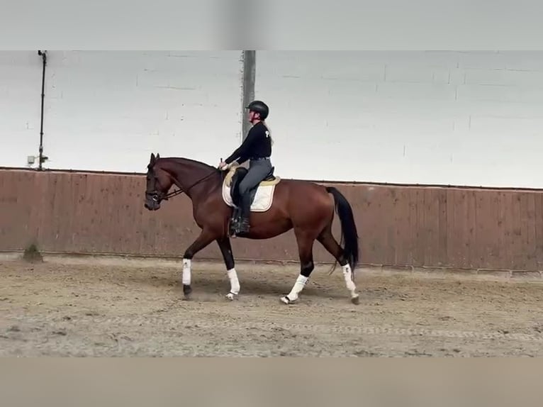 Hannover Giumenta 4 Anni 165 cm Baio in B&#xF6;heimkirchen