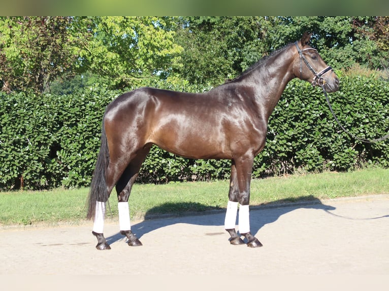 Hannover Giumenta 4 Anni 165 cm Baio in Selsingen