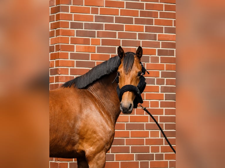 Hannover Giumenta 4 Anni 165 cm Baio in Verl
