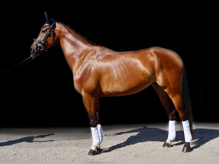 Hannover Giumenta 4 Anni 165 cm Baio in Wachtendonk