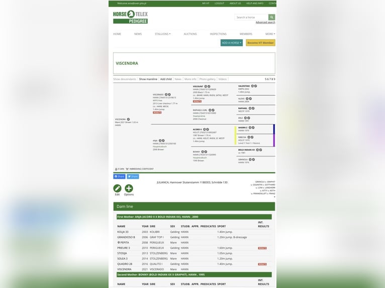 Hannover Giumenta 4 Anni 165 cm Baio in Paruszka