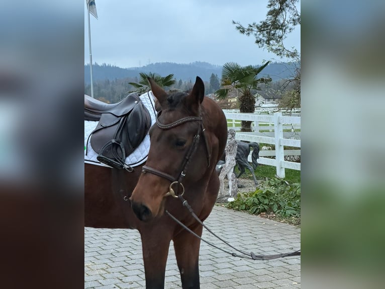 Hannover Giumenta 4 Anni 165 cm Baio in Rüegsauschachen