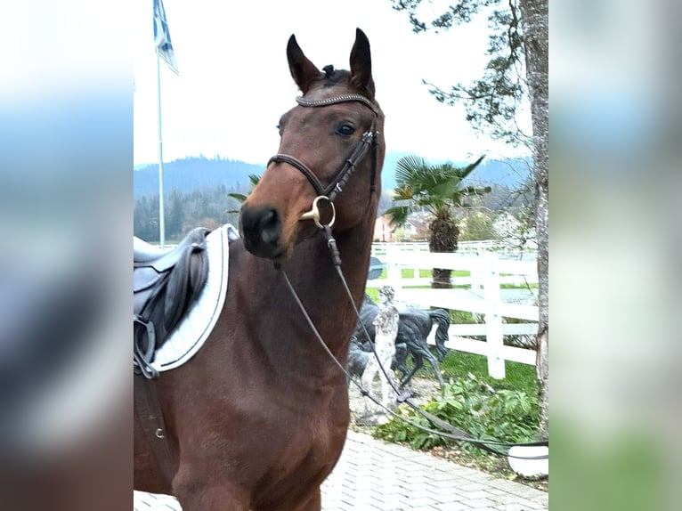 Hannover Giumenta 4 Anni 165 cm Baio in Rüegsauschachen