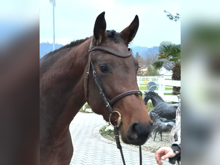 Hannover Giumenta 4 Anni 165 cm Baio in Rüegsauschachen