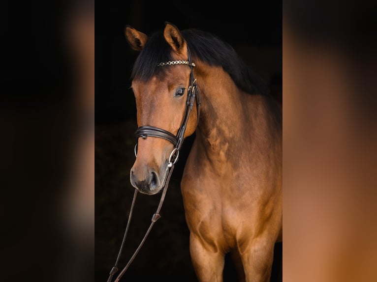 Hannover Giumenta 4 Anni 165 cm Baio ciliegia in Duszniki