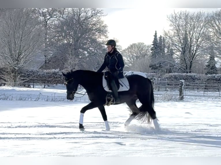 Hannover Giumenta 4 Anni 165 cm Baio nero in Langwedel