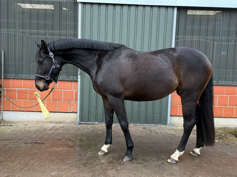 Hannover Giumenta 4 Anni 165 cm Baio nero in Langwedel