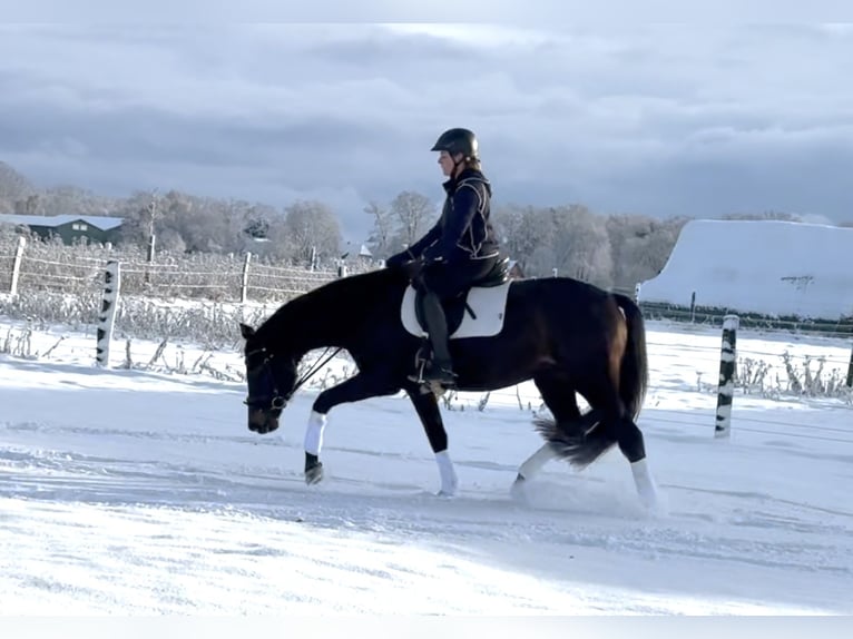 Hannover Giumenta 4 Anni 165 cm Baio nero in Langwedel