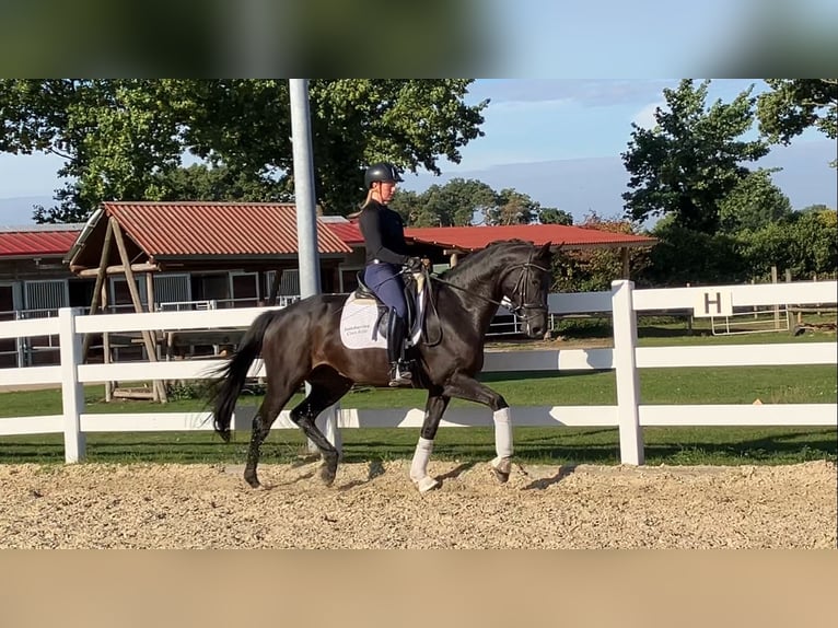 Hannover Giumenta 4 Anni 165 cm Baio nero in Landesbergen
