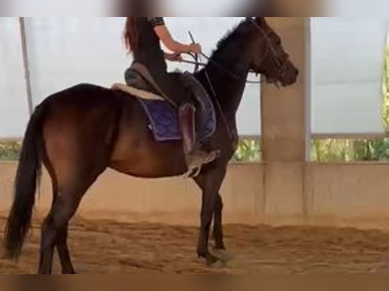 Hannover Giumenta 4 Anni 165 cm Baio nero in Dietersburg