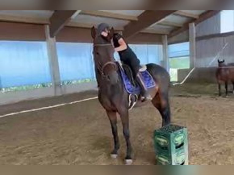 Hannover Giumenta 4 Anni 165 cm Baio nero in Dietersburg