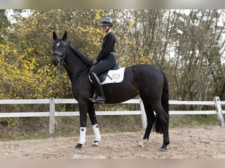 Hannover Giumenta 4 Anni 165 cm Baio scuro in Hanstedt