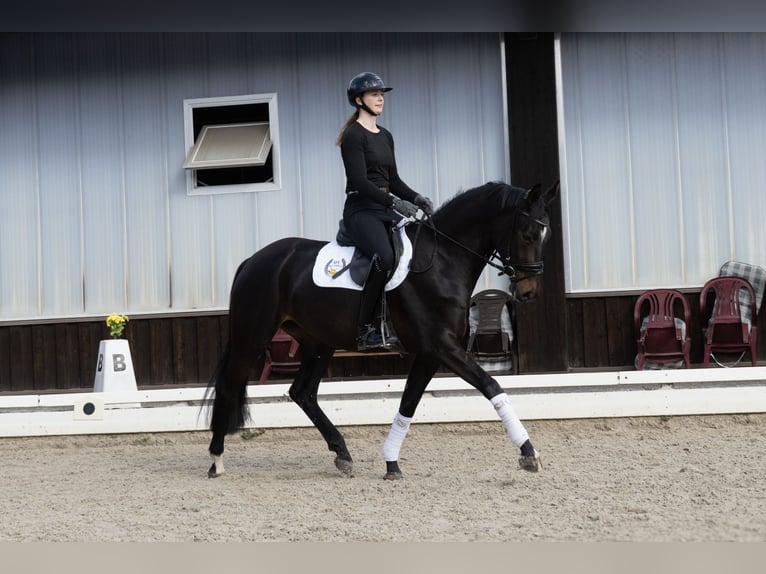 Hannover Giumenta 4 Anni 165 cm Baio scuro in Hanstedt