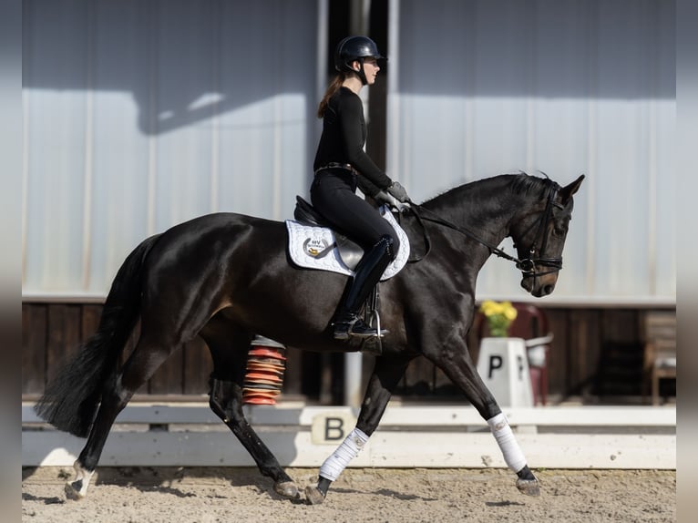 Hannover Giumenta 4 Anni 165 cm Baio scuro in Hanstedt