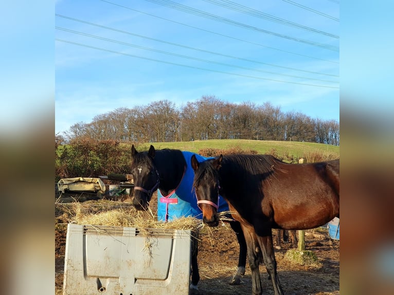 Hannover Giumenta 4 Anni 165 cm Baio scuro in Remscheid