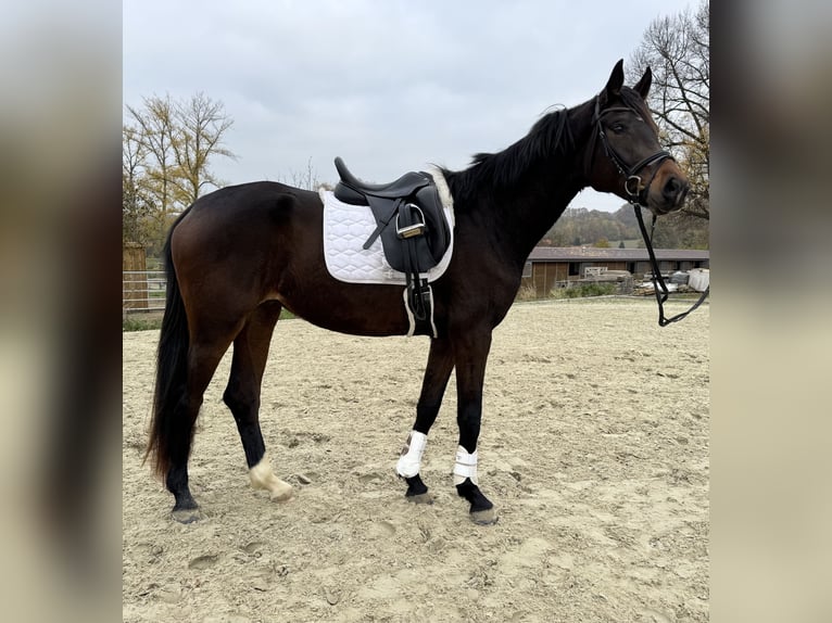 Hannover Giumenta 4 Anni 165 cm Baio scuro in Bissendorf