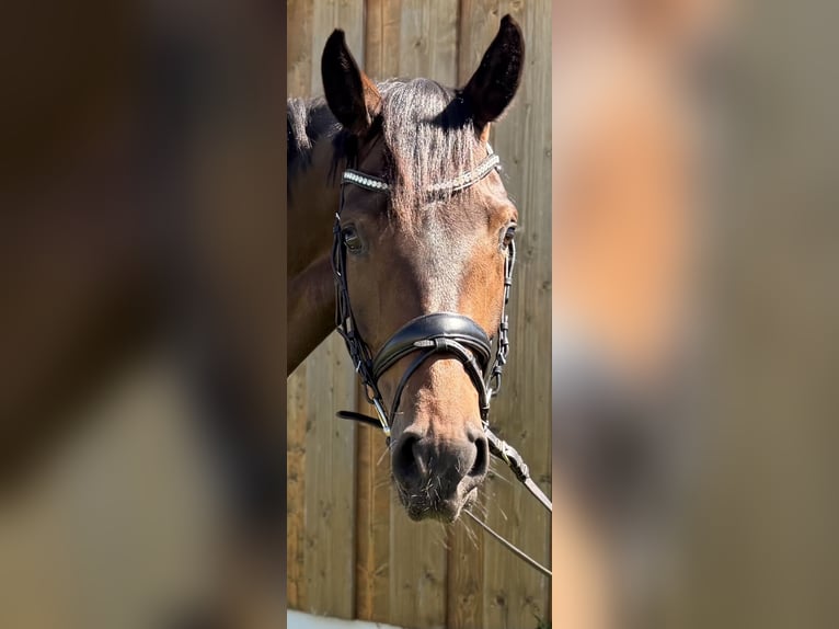 Hannover Giumenta 4 Anni 165 cm Baio scuro in Bissendorf