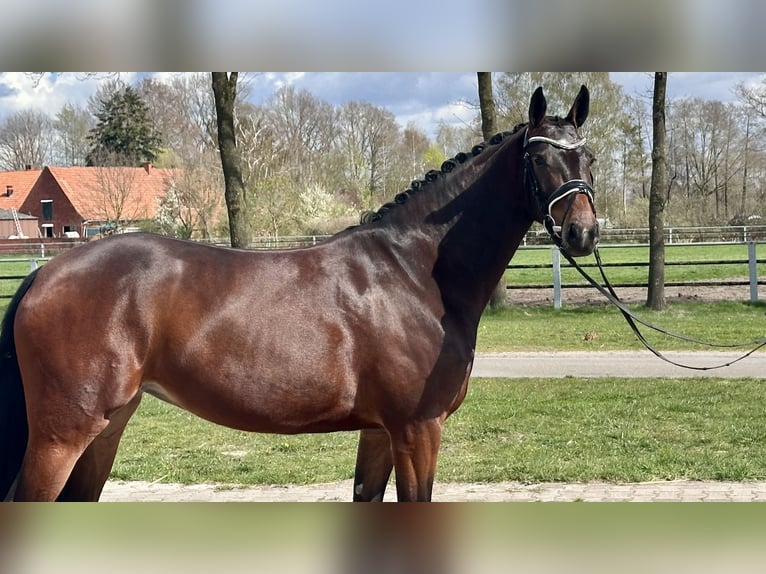 Hannover Giumenta 4 Anni 165 cm Baio scuro in Wettrup