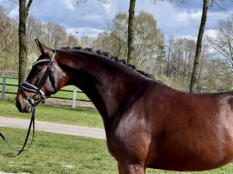 Hannover Giumenta 4 Anni 165 cm Baio scuro in Wettrup