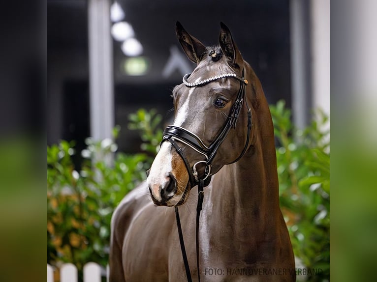 Hannover Giumenta 4 Anni 165 cm Baio scuro in Verden