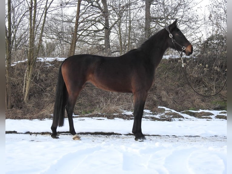 Hannover Giumenta 4 Anni 165 cm Baio scuro in Verl