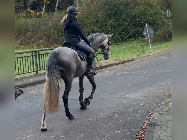 Hannover Giumenta 4 Anni 165 cm Grigio trotinato in Üxheim