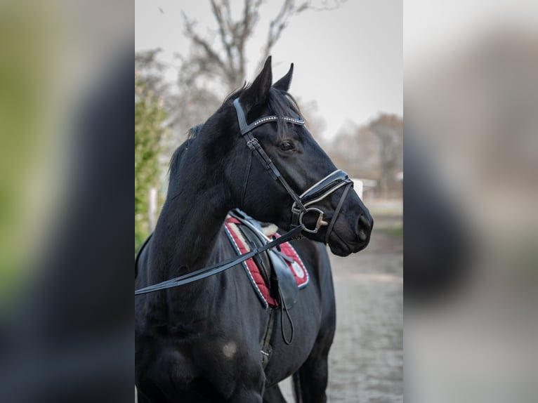 Hannover Giumenta 4 Anni 165 cm Morello in Tornesch