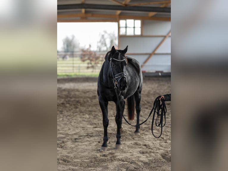 Hannover Giumenta 4 Anni 165 cm Morello in Tornesch