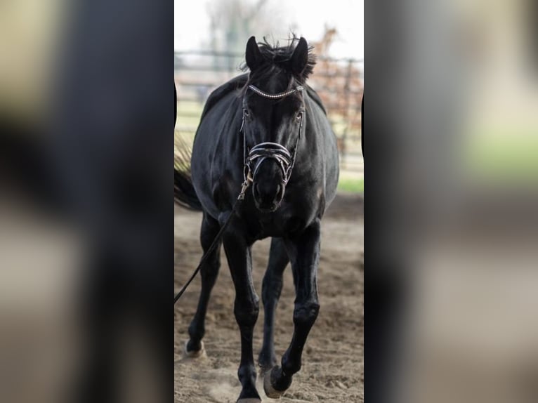 Hannover Giumenta 4 Anni 165 cm Morello in Tornesch