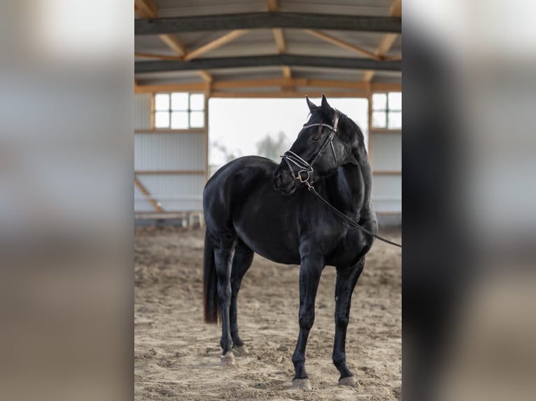 Hannover Giumenta 4 Anni 165 cm Morello in Norderstedt