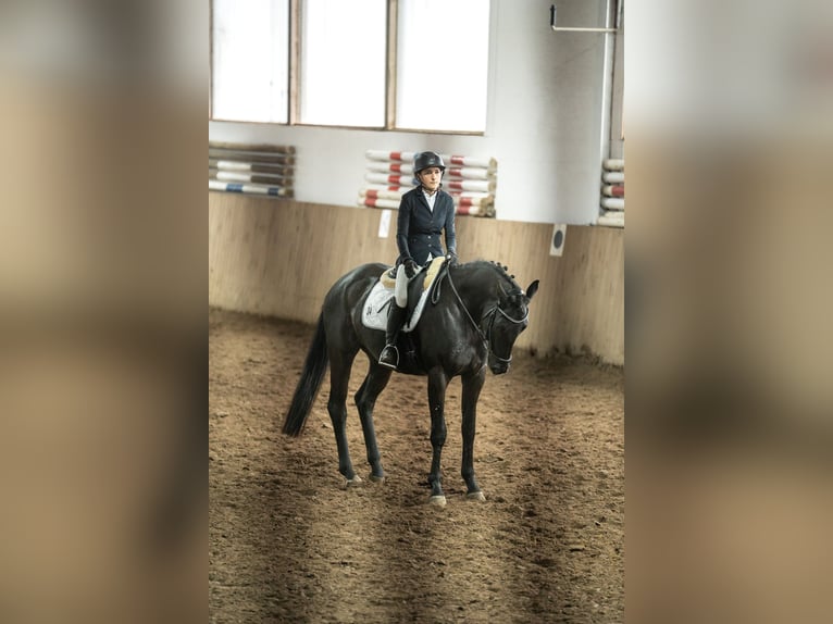 Hannover Giumenta 4 Anni 165 cm Morello in Tornesch