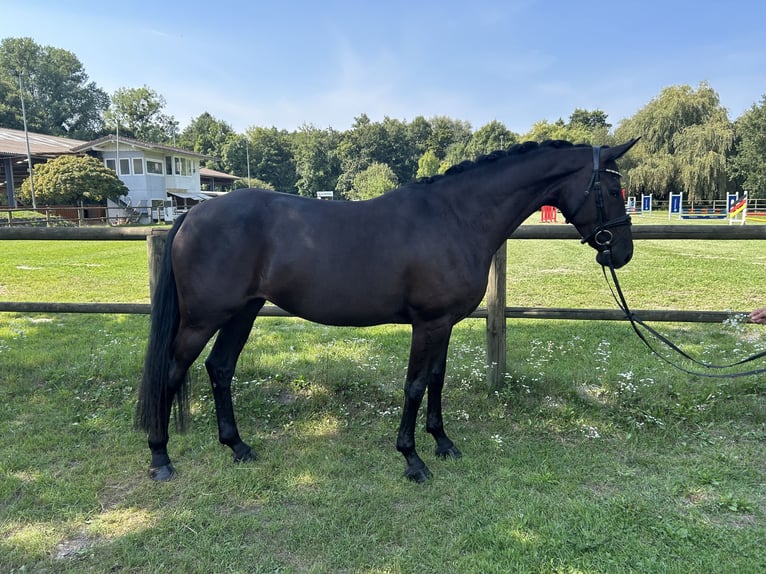 Hannover Giumenta 4 Anni 165 cm Morello in Lahr/SchwarzwaldLahr
