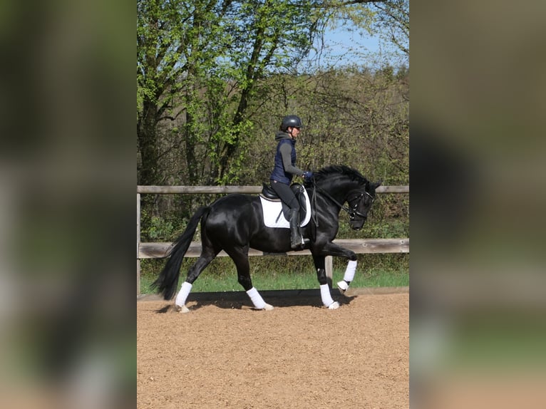Hannover Giumenta 4 Anni 165 cm Morello in Otterfing