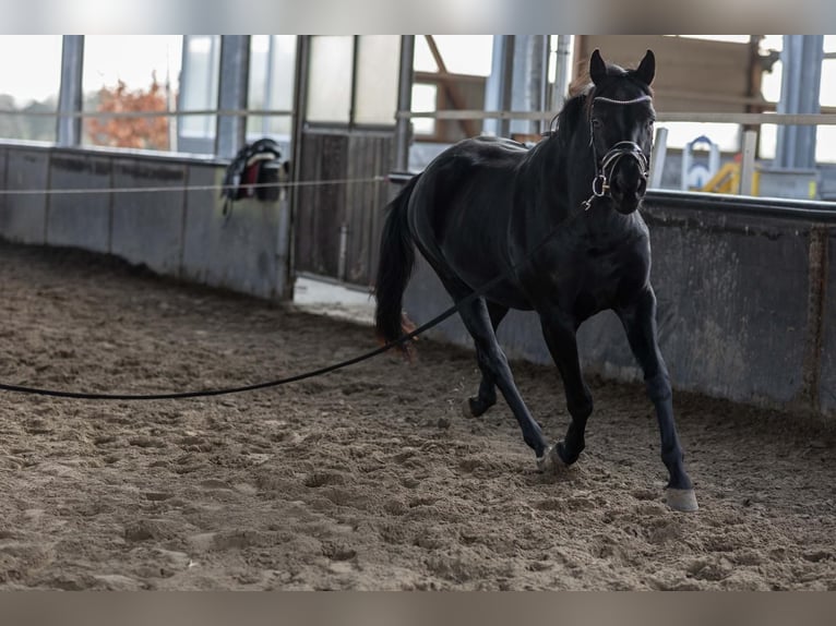 Hannover Giumenta 4 Anni 165 cm Morello in Tornesch