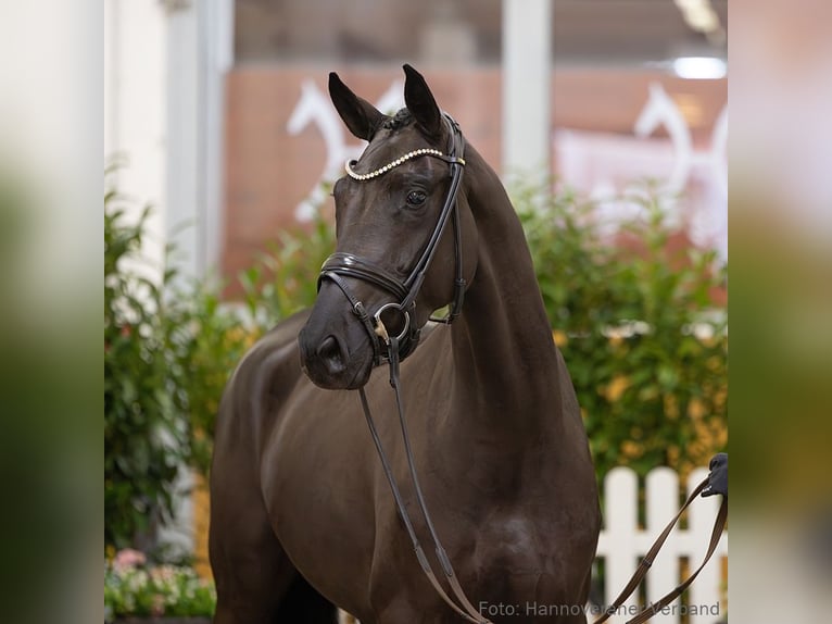 Hannover Giumenta 4 Anni 165 cm Morello in Verden