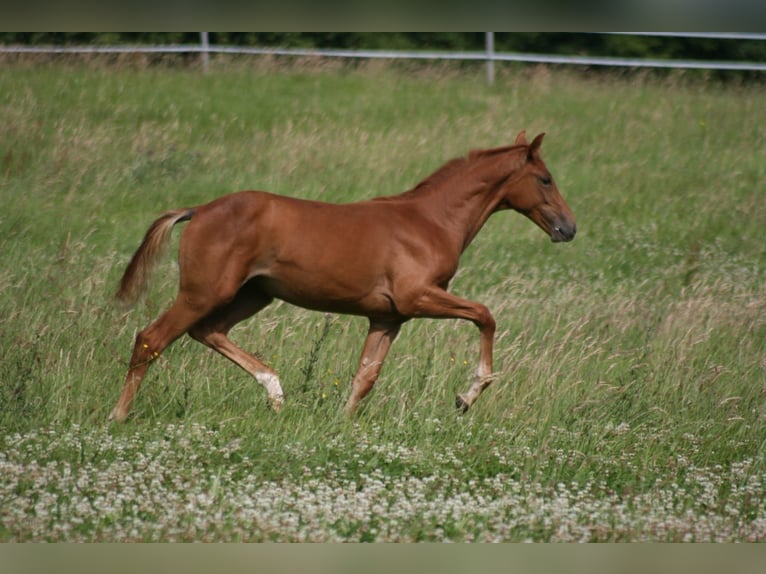 Hannover Giumenta 4 Anni 165 cm Sauro in Auetal BorstelAuetal