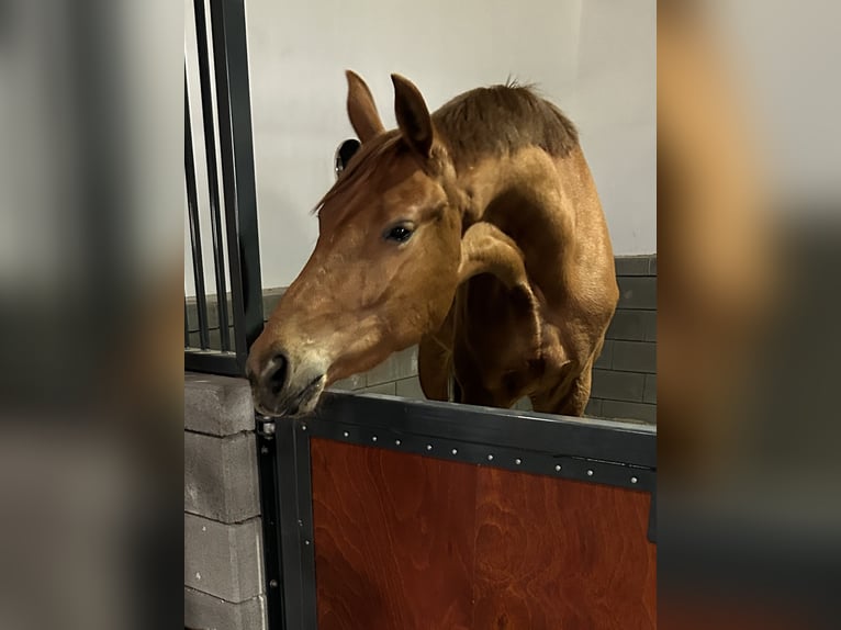 Hannover Giumenta 4 Anni 165 cm Sauro in Surwold