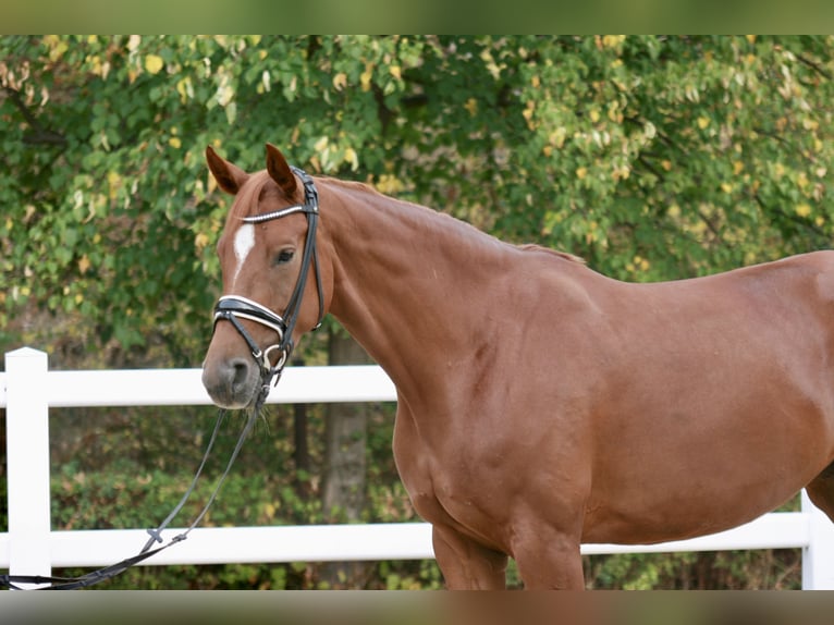 Hannover Giumenta 4 Anni 165 cm Sauro in Chüden