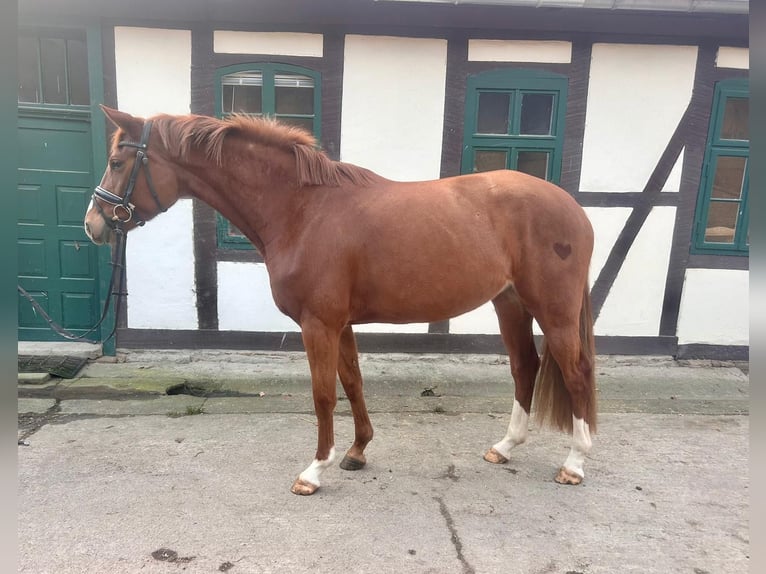 Hannover Giumenta 4 Anni 165 cm Sauro in Göttingen